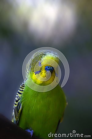 The budgerigar (Melopsittacus undulatus), also known as the common parakeet. Stock Photo