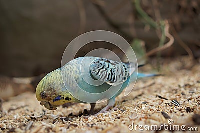 Budgerigar - Melopsittacus undulatus Stock Photo