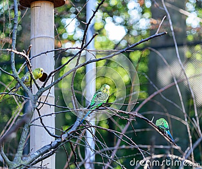 Budgerigar of natural coloration. Melopsittacus undulatus Stock Photo