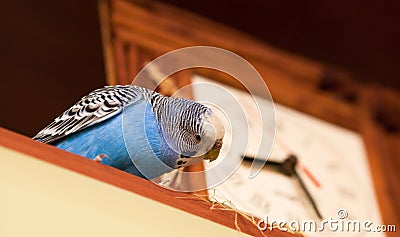 Budgerigar next to the clock Stock Photo