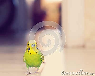 Budgerigar parrot walking on the floor. Stock Photo