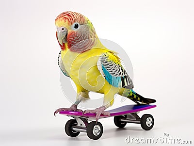 Budgerigar roller skater in headphones Cartoon Illustration