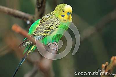 Budgerigar Stock Photo