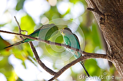 Budgerigars , shell parakeet on branch Stock Photo