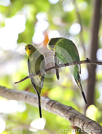 Budgerigars , shell parakeet on branch Stock Photo