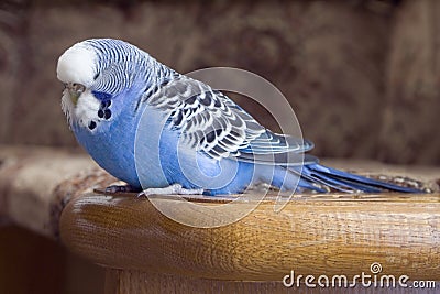 Budgie Stock Photo