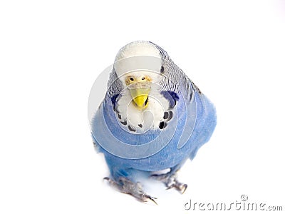 Budgie Stock Photo