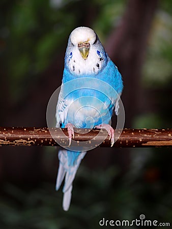 Budgie Stock Photo