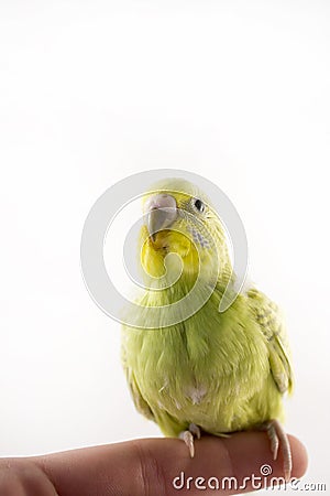 Budgie Stock Photo