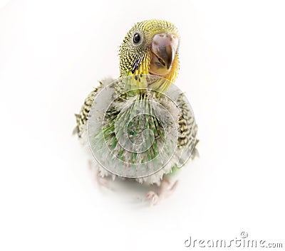 Budgie Stock Photo