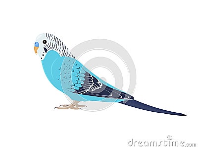 Budgie bird standing sideways Vector Illustration