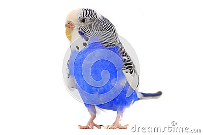 Budgie Stock Photo