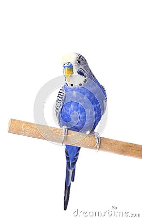 Budgie blue, isolated on white background. Budgerigar in full growth Stock Photo