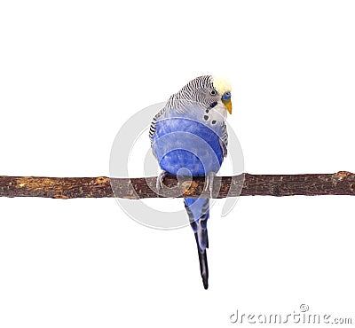 Budgie blue, isolated on white background. Budgerigar in full growth Stock Photo