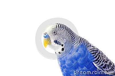 Budgie blue, isolated on white background. Budgerigar in full growth Stock Photo