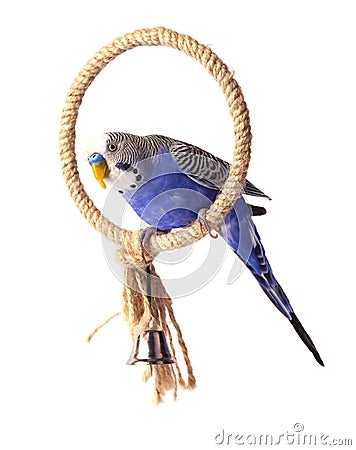 Budgie blue, isolated on white background. Budgerigar on the roost Stock Photo