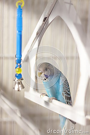 A budgie. A blue budgie sits in a cage. Poultry Stock Photo