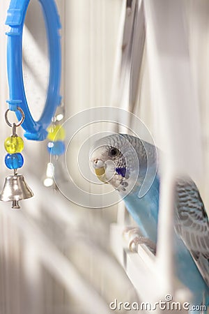 A budgie. A blue budgie sits in a cage. Poultry Stock Photo