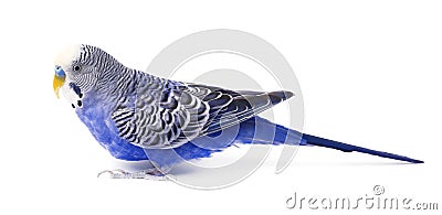 Budgie blue, on white background. Budgerigar in full growth Stock Photo