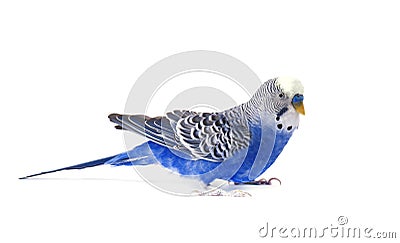 Budgie blue, on white background. Budgerigar in full growth Stock Photo