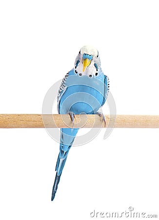 Budgie blue, on white background. Budgerigar in full growth Stock Photo