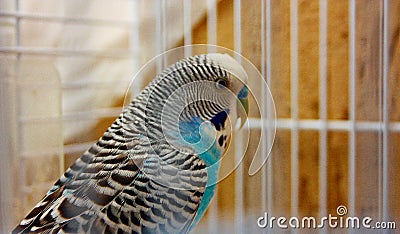 Budgie. blue and white parakeet enclosed in its cage Stock Photo