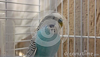 Budgie. blue and white parakeet enclosed in its cage Stock Photo