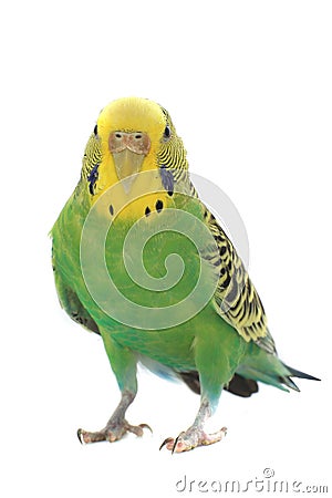 Budgie Stock Photo