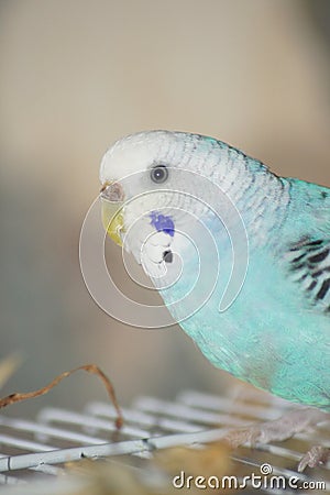 Budgie on Cage. Stock Photo