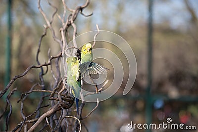 Budgie flying with his wings spread Stock Photo