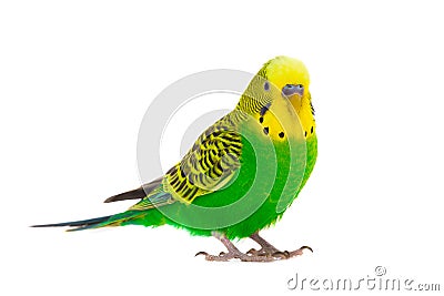 Budgie Stock Photo