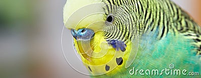 Budgie. Stock Photo