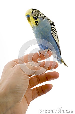 Budgie on a hand Stock Photo