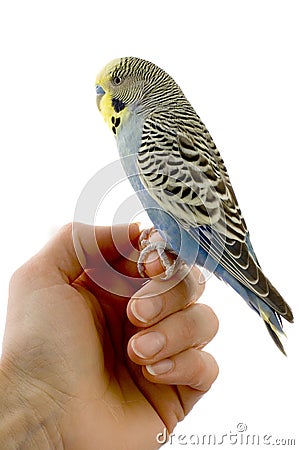 Budgie on a hand Stock Photo