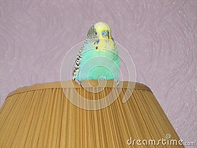 Budgie. A little talking bird. Stock Photo