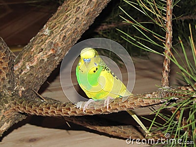 Budgie. A little talking bird. Stock Photo