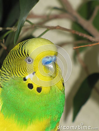 Budgie. A little talking bird. Stock Photo