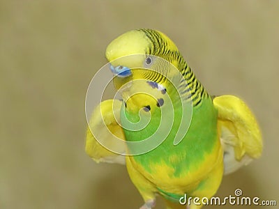 Budgie. A little talking bird. Stock Photo