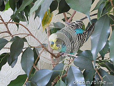 Budgie. A little talking bird. Stock Photo