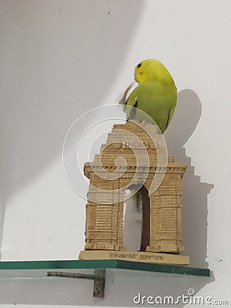 Budgie on replica of gate of India Stock Photo