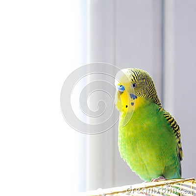 Budgie sitting on birdcage. Stock Photo