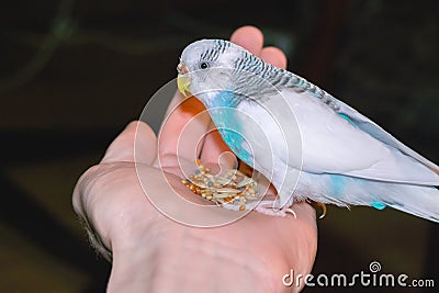 Budgie sitting on a palm of hand Stock Photo