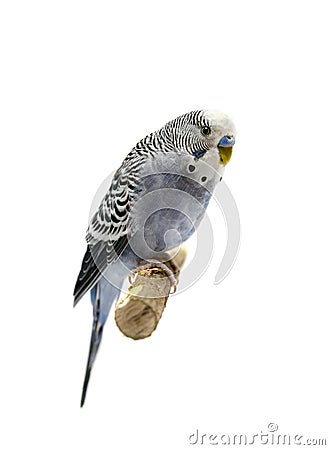 Budgie 4 years old on white Stock Photo