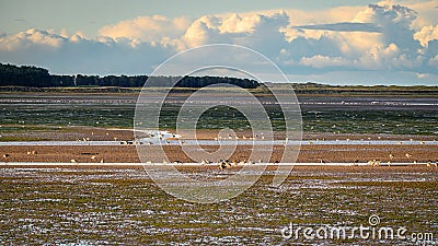 Budle Bay mudflats with wading birds Stock Photo