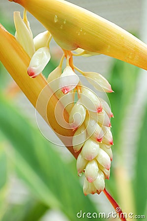 Buds Stock Photo