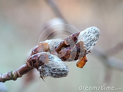 Buds from the Aspen tree Stock Photo