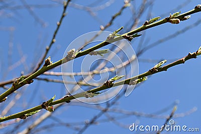 Buds on a branch of peach, blue sky. Stock Photo