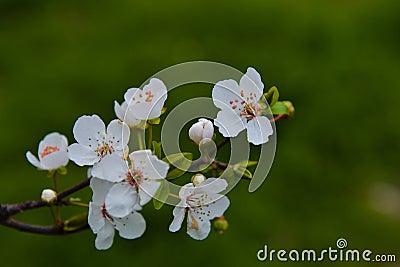 Buds on the branches, flowering trees, spring Stock Photo