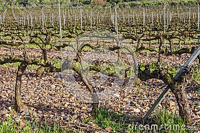 Buds and first leaflets on a grapevines. Stock Photo