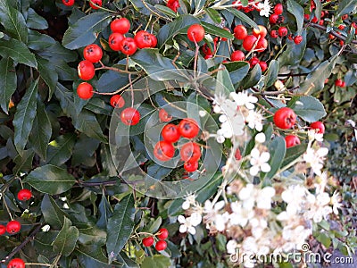 Buds of flowers on the streets of Storkow Stock Photo